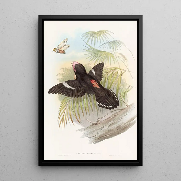 John Gould - Great Eurylaime.webp