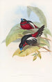 Eurylaime à gros bec - John Gould — weergave van het kunstwerk
