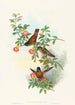 Helianthea eos - John Gould — weergave van het kunstwerk