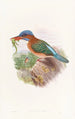 Martin-pêcheur de Hombron - John Gould — weergave van het kunstwerk