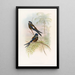 Hémiprocné à capuchon - John Gould — ingelijst kunstwerk aan de muur