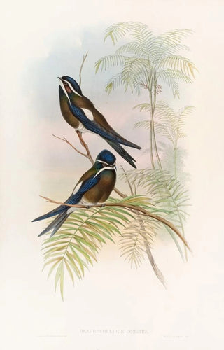 John Gould - Hooded TreeSwift.webp