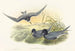 Hydrochelidon nigra - John Gould — weergave van het kunstwerk