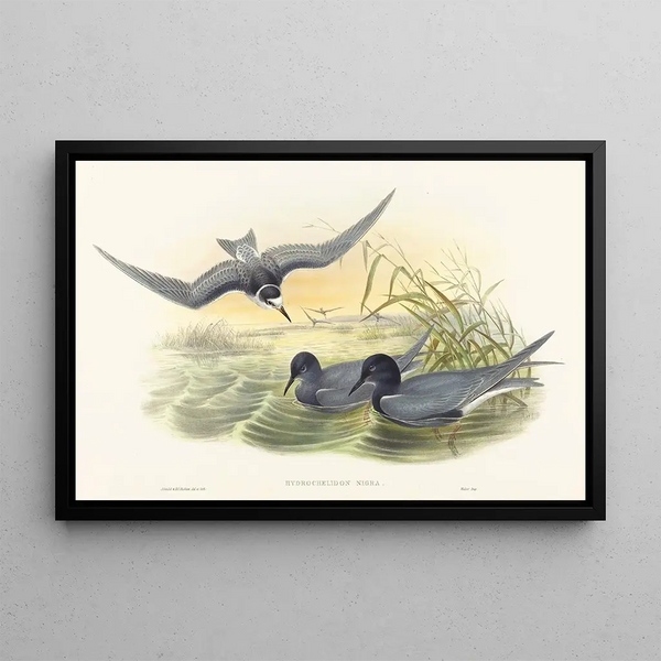 John Gould - Hydrochelidon nigra.webp