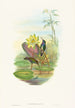 Hylocharis lactea - John Gould — weergave van het kunstwerk
