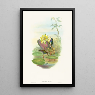 John Gould - Hylocharis lactea.webp