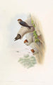Hirondelle des falaises indienne - John Gould — weergave van het kunstwerk