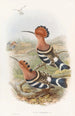 Huppe indienne - John Gould — weergave van het kunstwerk