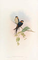 Hirondelle de mosquée indienne - John Gould — weergave van het kunstwerk