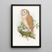 Kleine inheemse uil schilderij - John Gould — ingelijst kunstwerk aan de muur