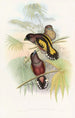 Eurylaime de Java - John Gould — weergave van het kunstwerk