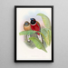 Trogon Kasumba - John Gould — ingelijst kunstwerk aan de muur