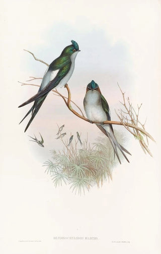 John Gould - Klecho TreeSwift.webp
