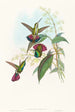 Lampornis prevosti - John Gould — weergave van het kunstwerk