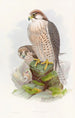 Faucon lanier - John Gould — weergave van het kunstwerk