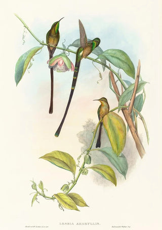 John Gould - Lesbia Amaryllis.webp