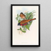 Trogon de Malacca - John Gould — ingelijst kunstwerk aan de muur