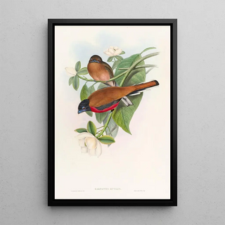 John Gould - Malacca Trogon.webp