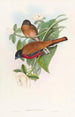 Trogon de Malacca - John Gould — weergave van het kunstwerk