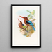 Martin-pêcheur de Manille - John Gould — ingelijst kunstwerk aan de muur