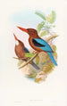 Martin-pêcheur de Manille - John Gould — weergave van het kunstwerk