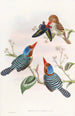 van de kleurrijke ijsvogel - John Gould — weergave van het kunstwerk