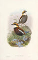 Monografie van de Pittidae Pl03 - John Gould — weergave van het kunstwerk