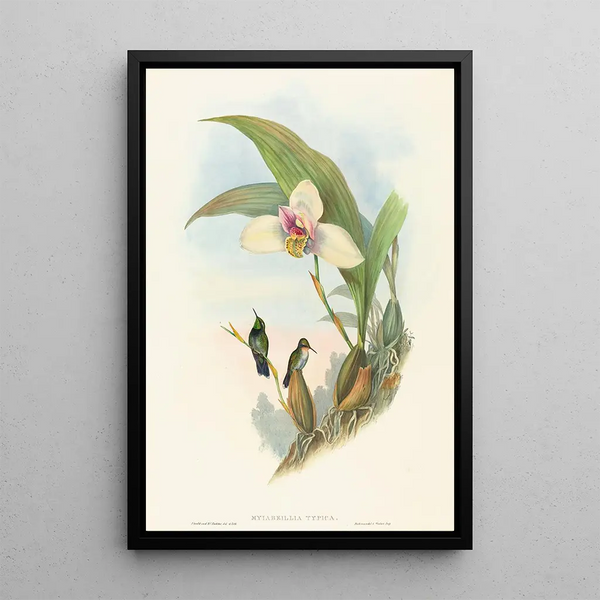 John Gould - Myiabeillia typica.webp