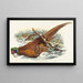 Phasianus colchicus - John Gould — ingelijst kunstwerk aan de muur