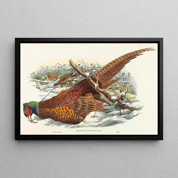 John Gould - Phasianus colchicus.webp