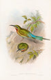 Guêpier des Philippines - John Gould — weergave van het kunstwerk