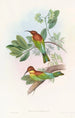 Guêpier Pirik - John Gould — weergave van het kunstwerk