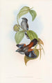 Eurylaime à dos rouge - John Gould — weergave van het kunstwerk