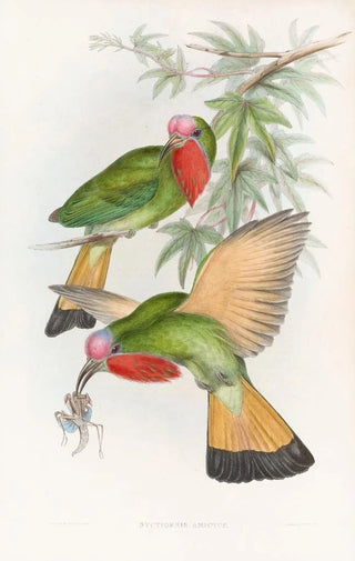 John Gould - Redthroated Nyctiornis.webp