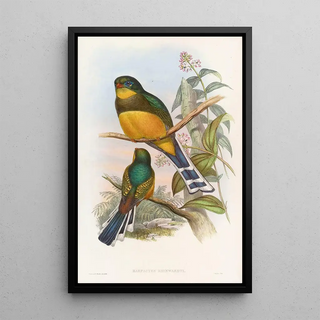 John Gould - Reinwardts Trogon.webp