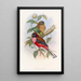 Trogon à poitrine rose - John Gould — ingelijst kunstwerk aan de muur