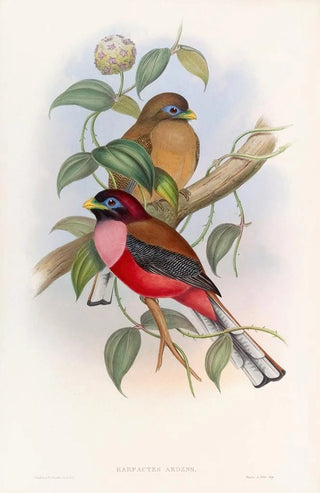 John Gould - Rosybreasted Trogon.webp