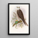 Faucon sacre - John Gould — ingelijst kunstwerk aan de muur