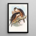 Faucon Shaheen - John Gould — ingelijst kunstwerk aan de muur