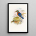 Sumatra IJsvogel - John Gould — ingelijst kunstwerk aan de muur
