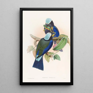 John Gould - Temmincks Roller.webp