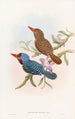 Martin-pêcheur de Tenasserim - John Gould — weergave van het kunstwerk