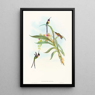 John Gould - Tharmastura enicura.webp