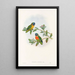 De vogels van Nieuw-Guinea en de aangrenzende Papoea-eilanden Pl05 - John Gould — ingelijst kunstwerk aan de muur