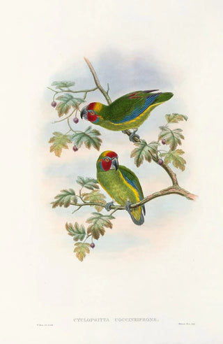 John Gould - The Birds of New Guinea and the adjacent Papuan islands Pl08.webp