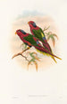 De vogels van Nieuw-Guinea en de aangrenzende Papoea-eilanden Pl12 - John Gould — weergave van het kunstwerk