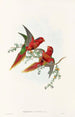 De vogels van Nieuw-Guinea en de aangrenzende Papoea-eilanden Pl13 - John Gould — weergave van het kunstwerk