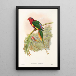 John Gould - The Birds of New Guinea and the adjacent Papuan islands Pl14.webp