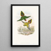 De vogels van Nieuw-Guinea en de aangrenzende Papoea-eilanden Pl16 - John Gould — ingelijst kunstwerk aan de muur