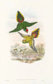 De vogels van Nieuw-Guinea en de aangrenzende Papoea-eilanden Pl16 - John Gould — weergave van het kunstwerk